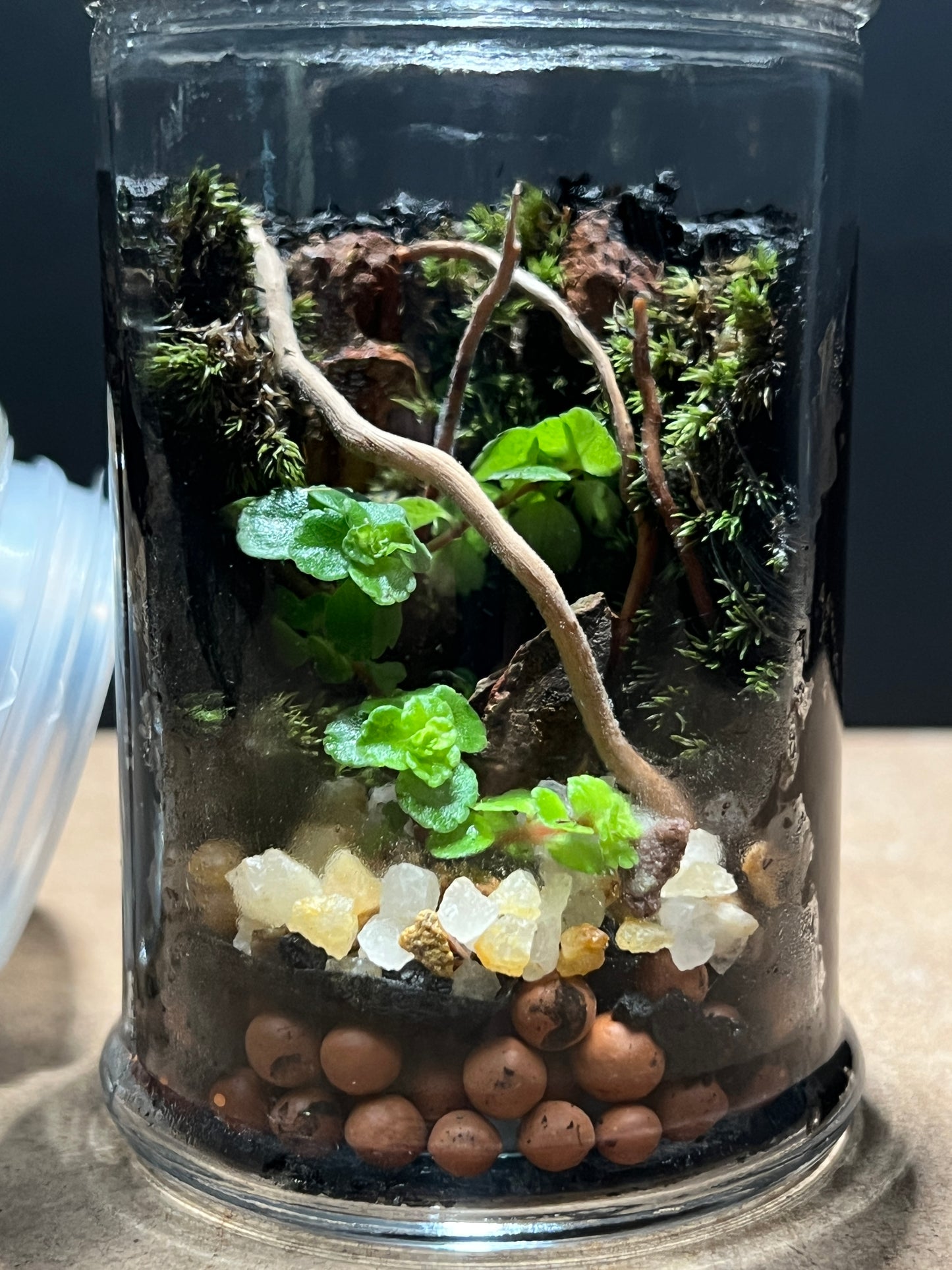 Terrarium 388