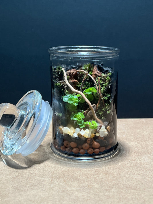 Terrarium 388