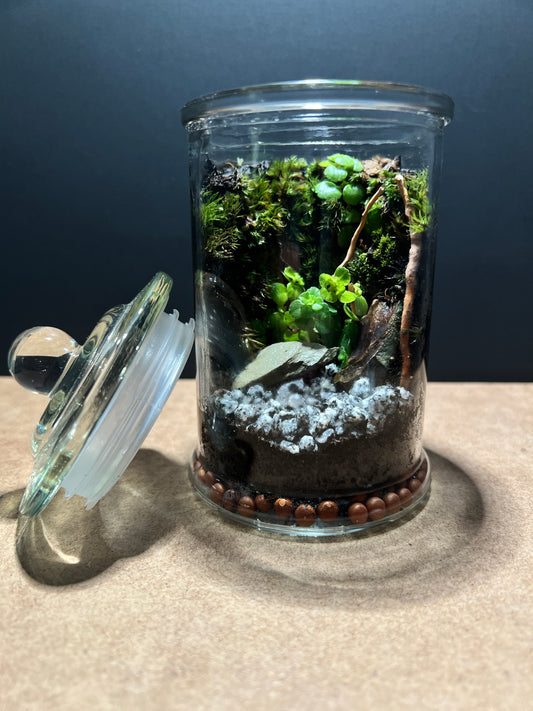 Terrarium 389