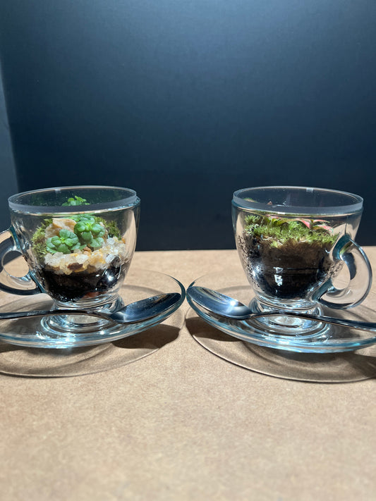 Terrarium (seti) 391