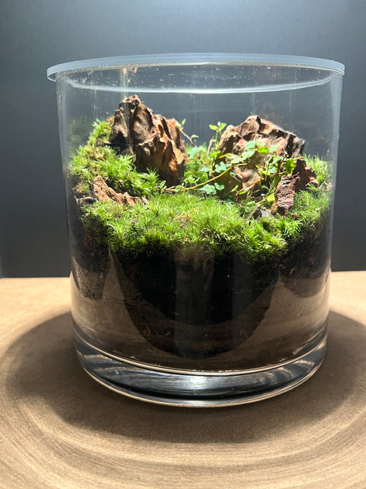 Terrarium 392