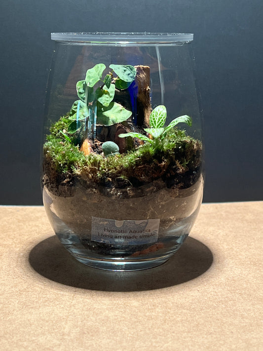 Terrarium 393