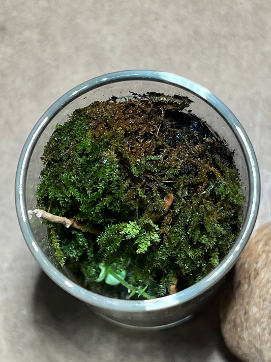 Terrarium 395