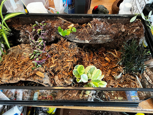 Terrarium 413 Habitat