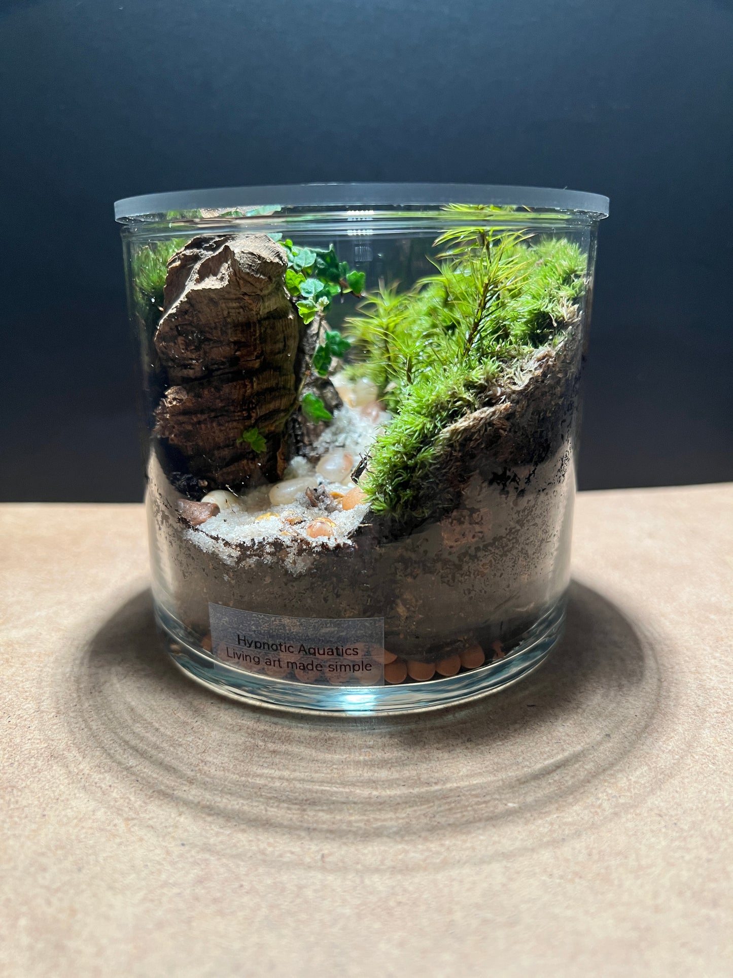 Terrarium 397