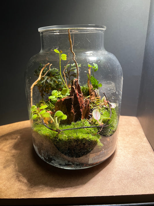 Terrarium 398