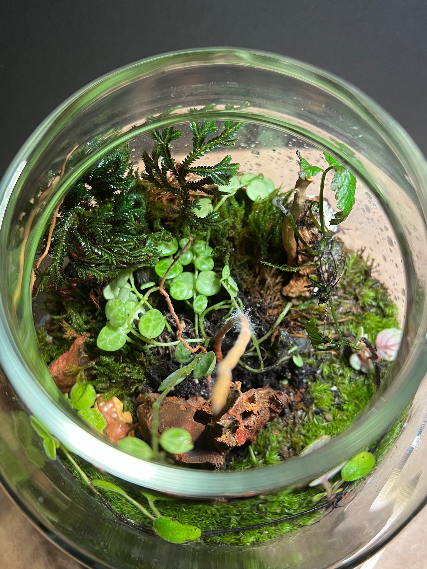 Terrarium 398