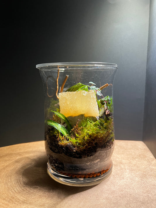 Terrarium 399