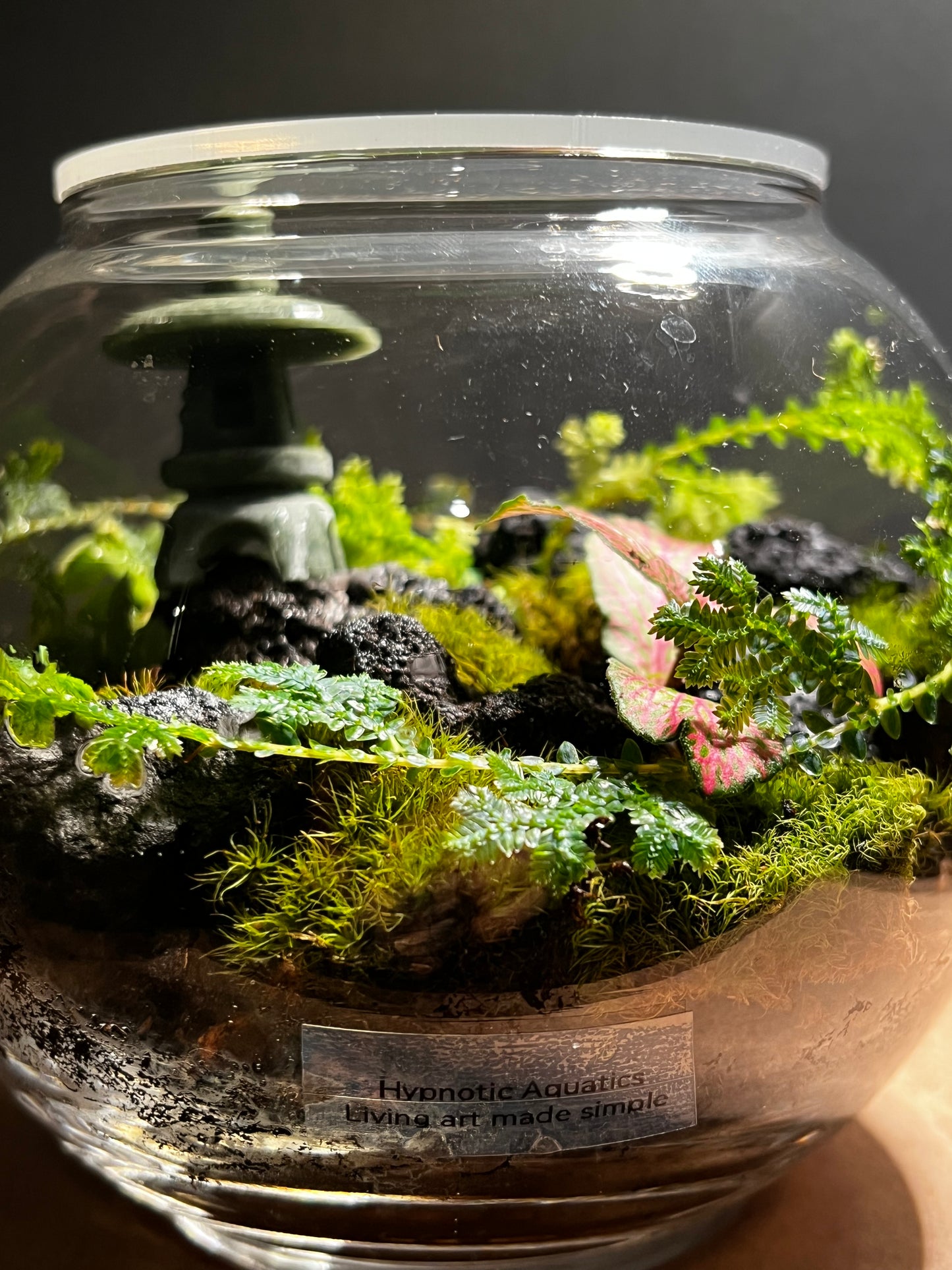 Terrarium 401