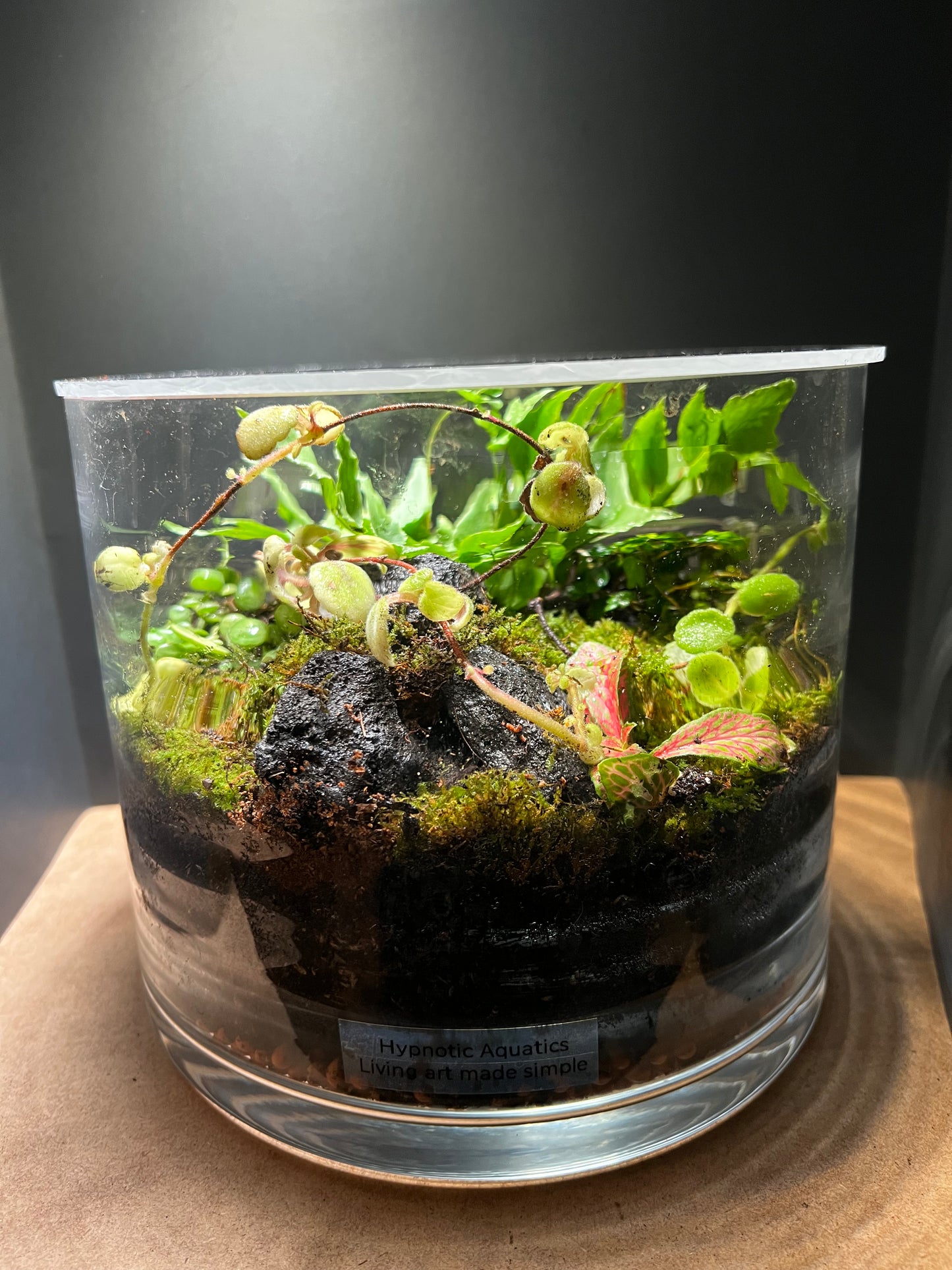 Terrarium 403
