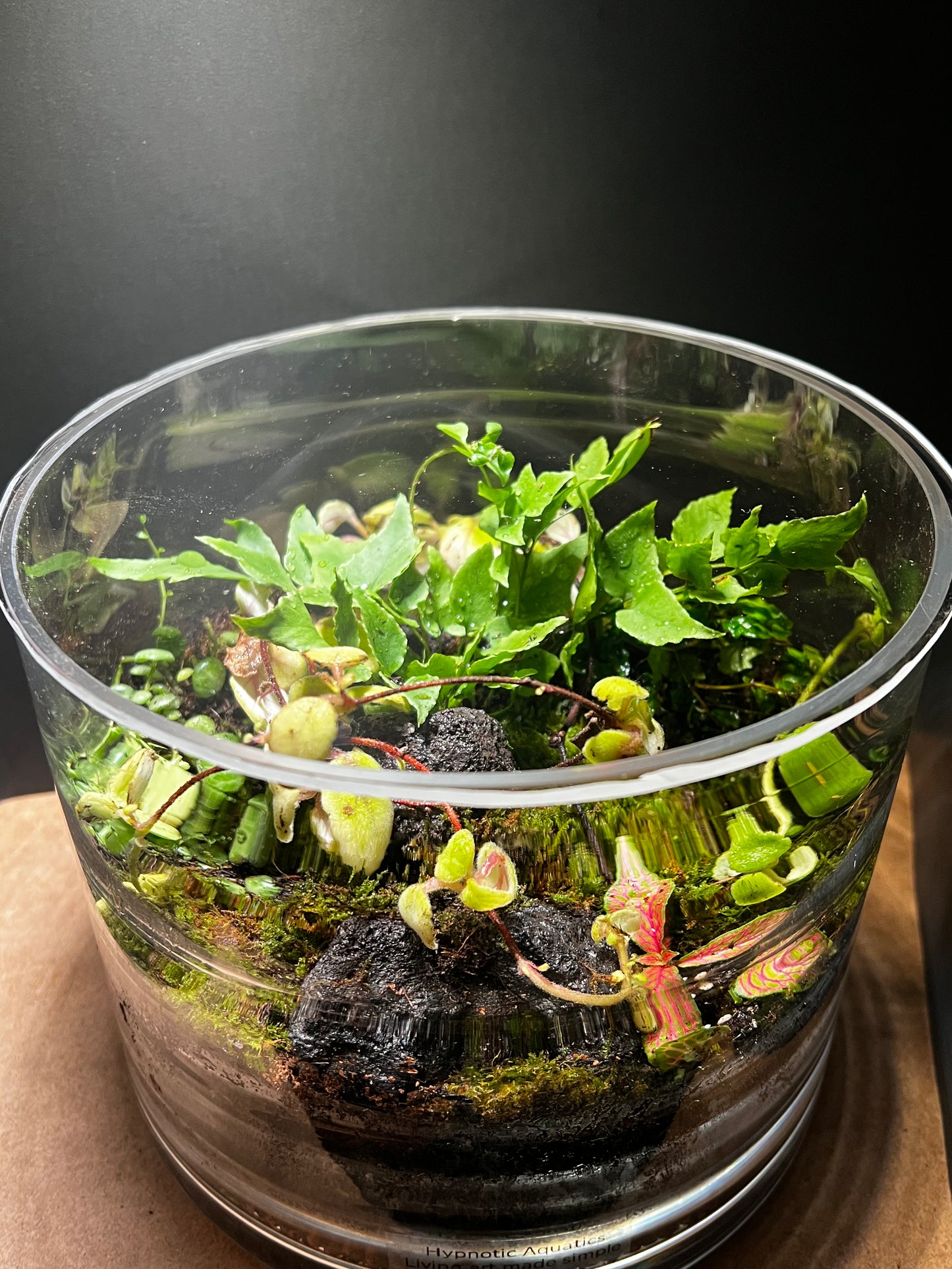 Terrarium 403