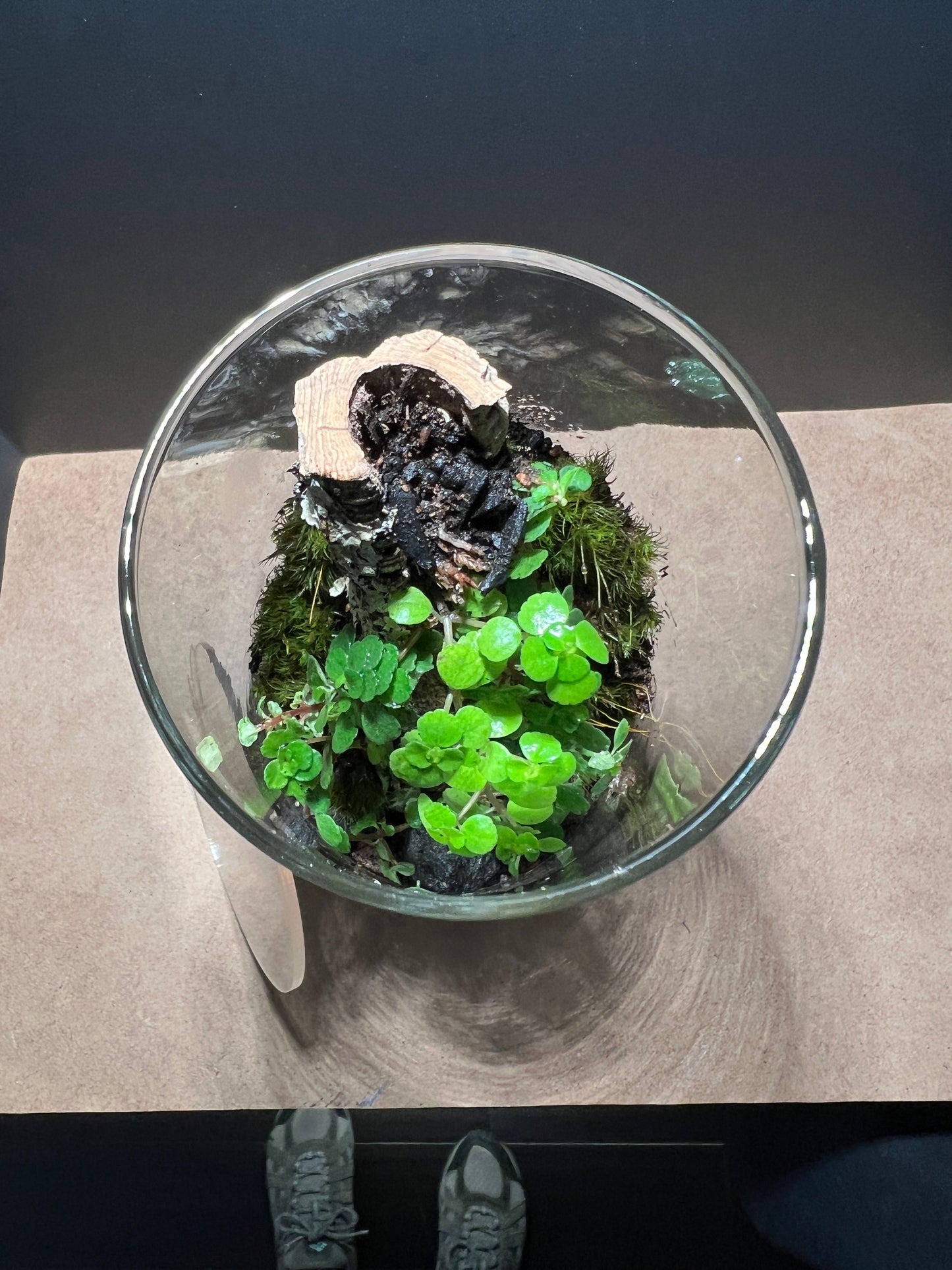 Terrarium 405