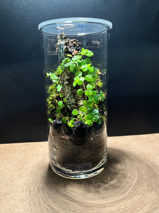 Terrarium 405