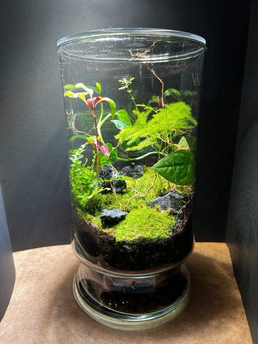 Terrarium 408