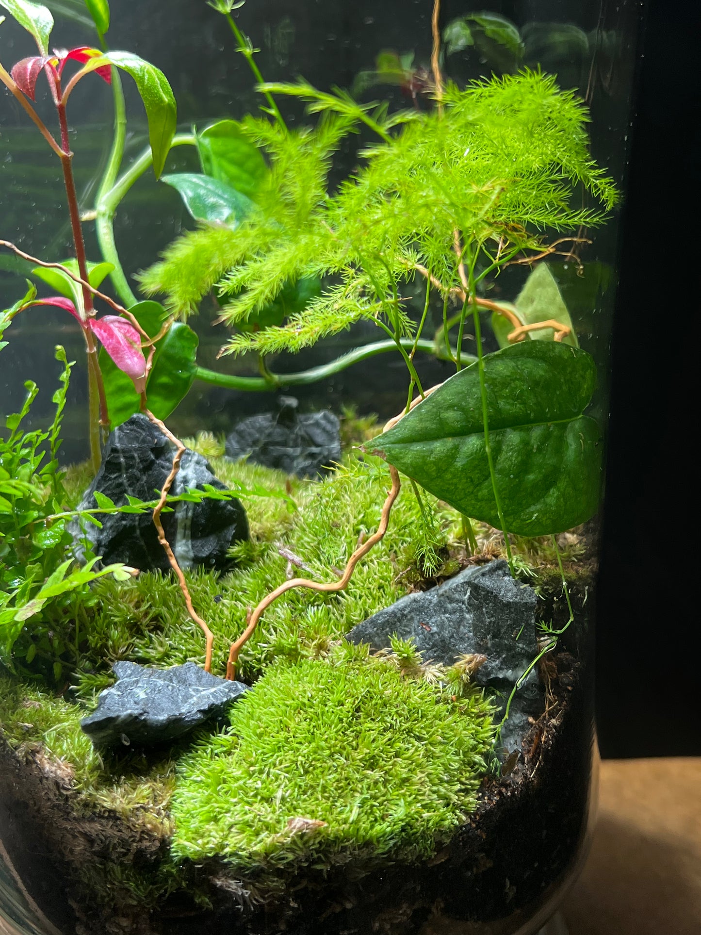 Terrarium 408