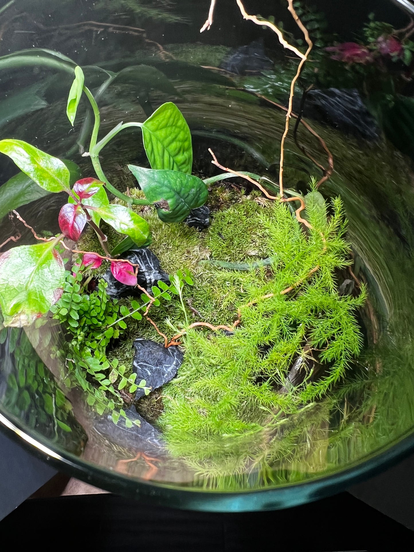 Terrarium 408