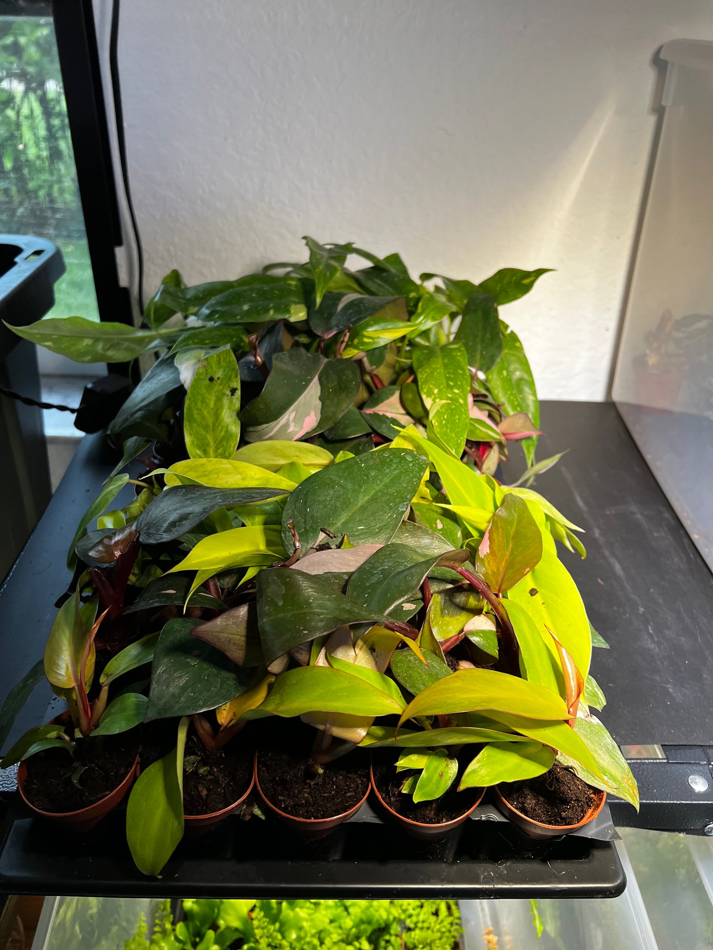 Terrarium Plants: Philodendron Collection