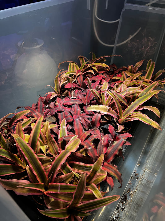 Terrarium Plants: Cryptanthos Mix