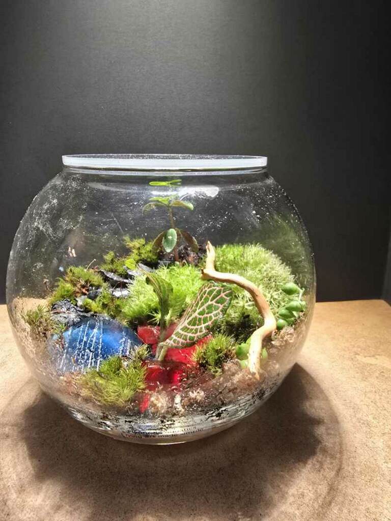 Terrarium 410
