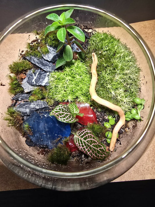 Terrarium 410
