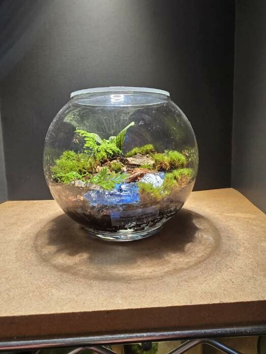 Terrarium 411