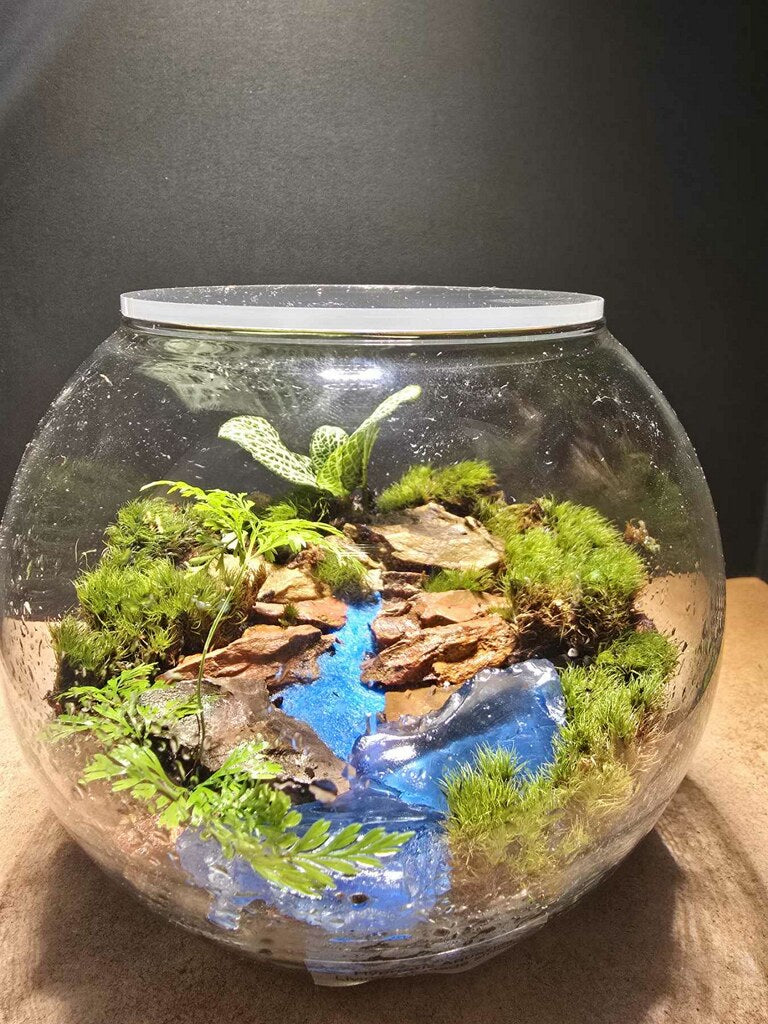 Terrarium 411