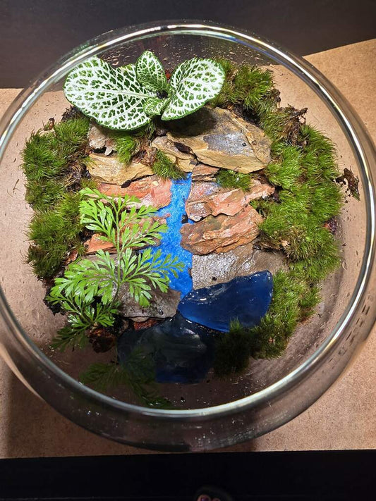 Terrarium 411
