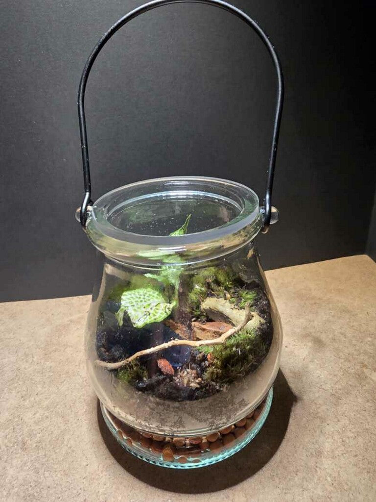 Terrarium 412