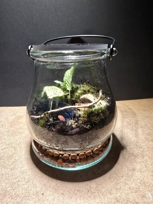 Terrarium 412