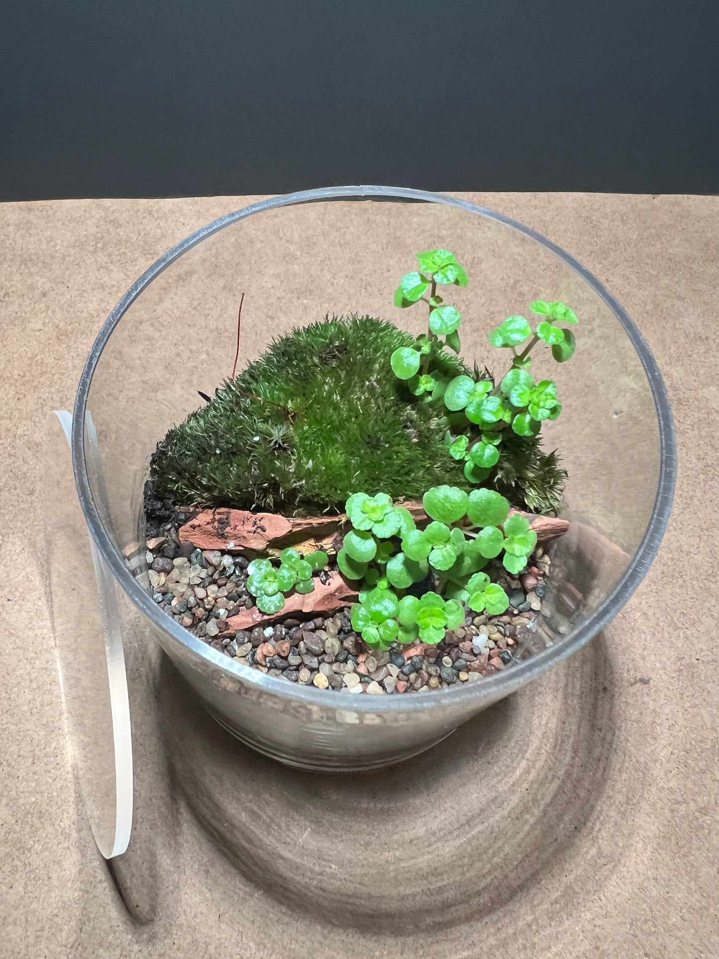 Terrarium 344