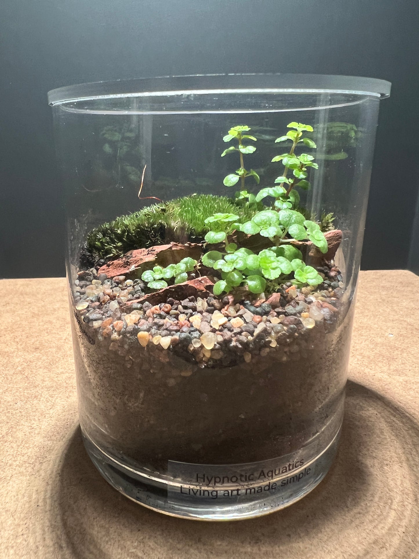 Terrarium 344