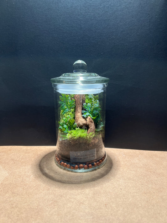 Terrarium 414