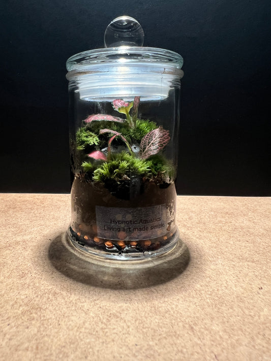 Terrarium 415