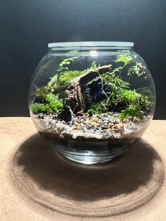 Terrarium 416