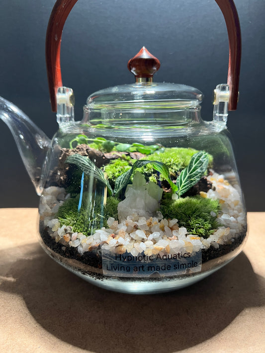Terrarium 417