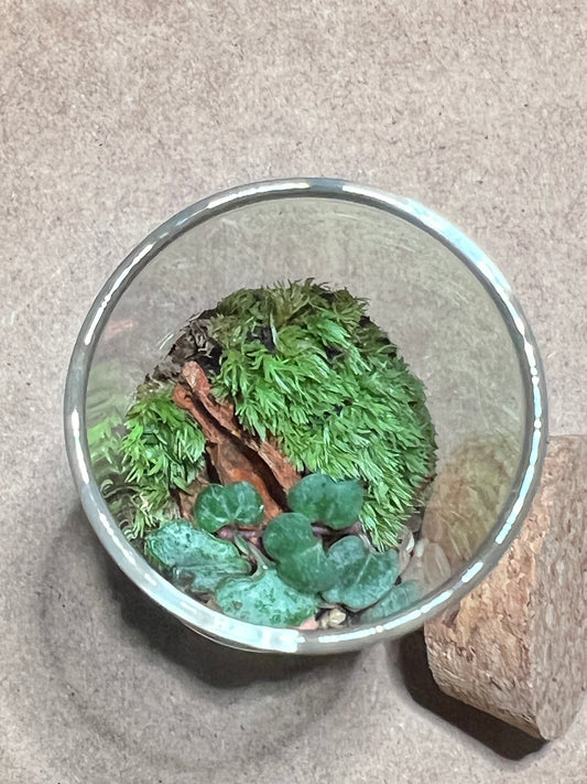 Terrarium 418