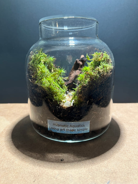 Terrarium 419