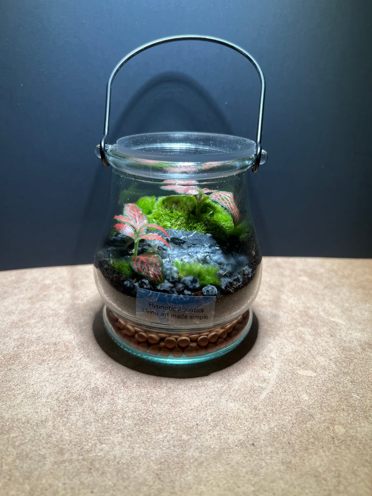Terrarium 424