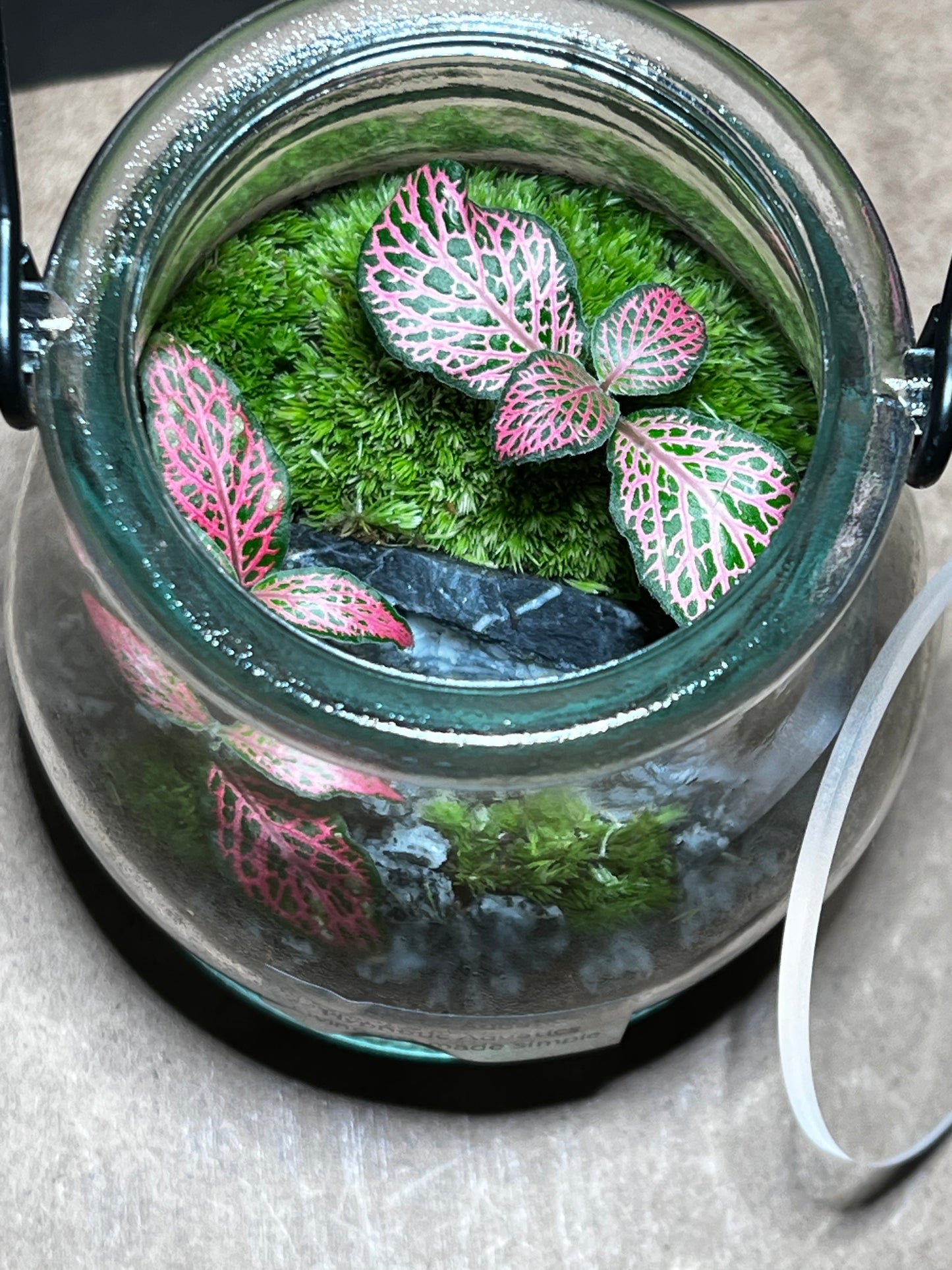 Terrarium 424