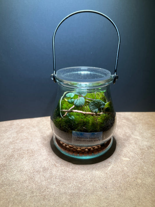 Terrarium 425