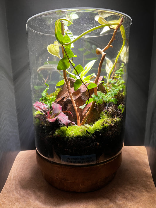 Terrarium 426