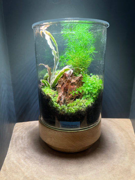 Terrarium 427