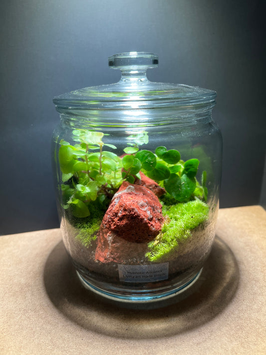 Terrarium 428