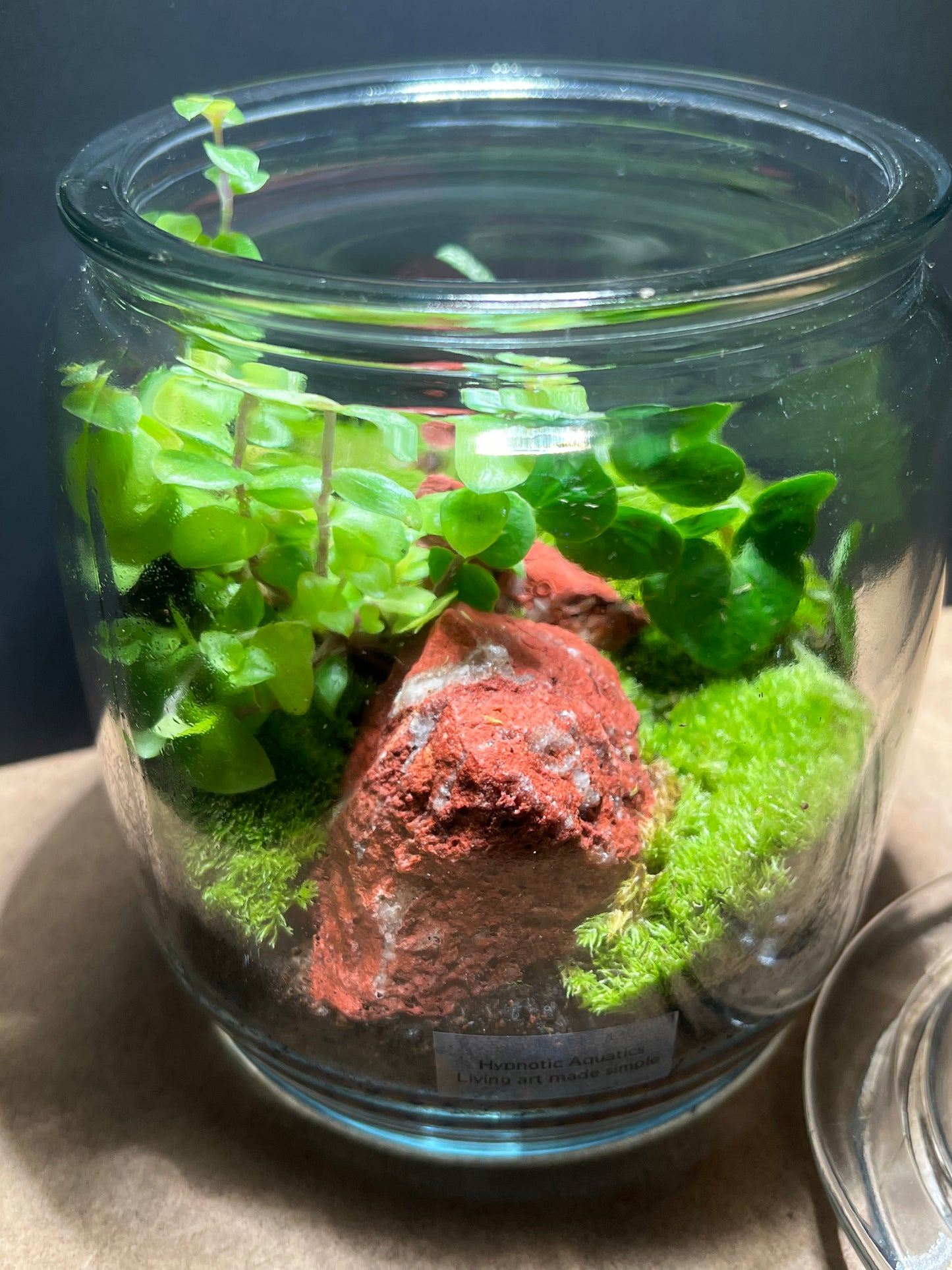 Terrarium 428