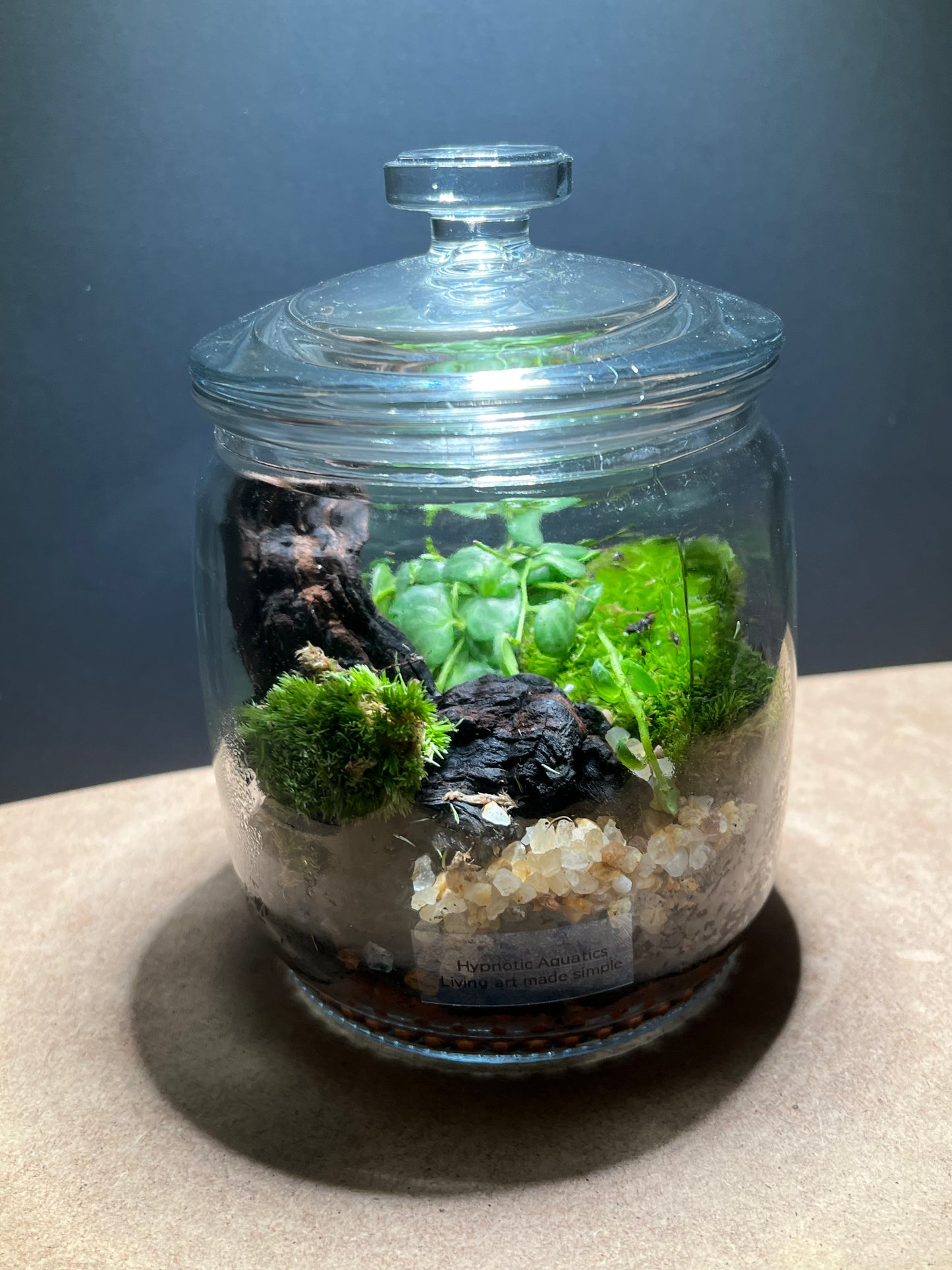 Terrarium 429
