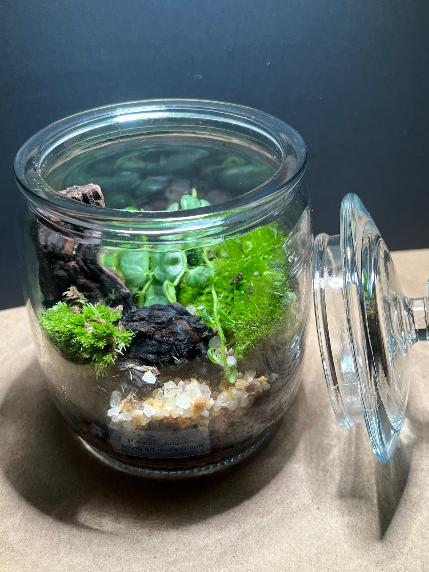 Terrarium 429