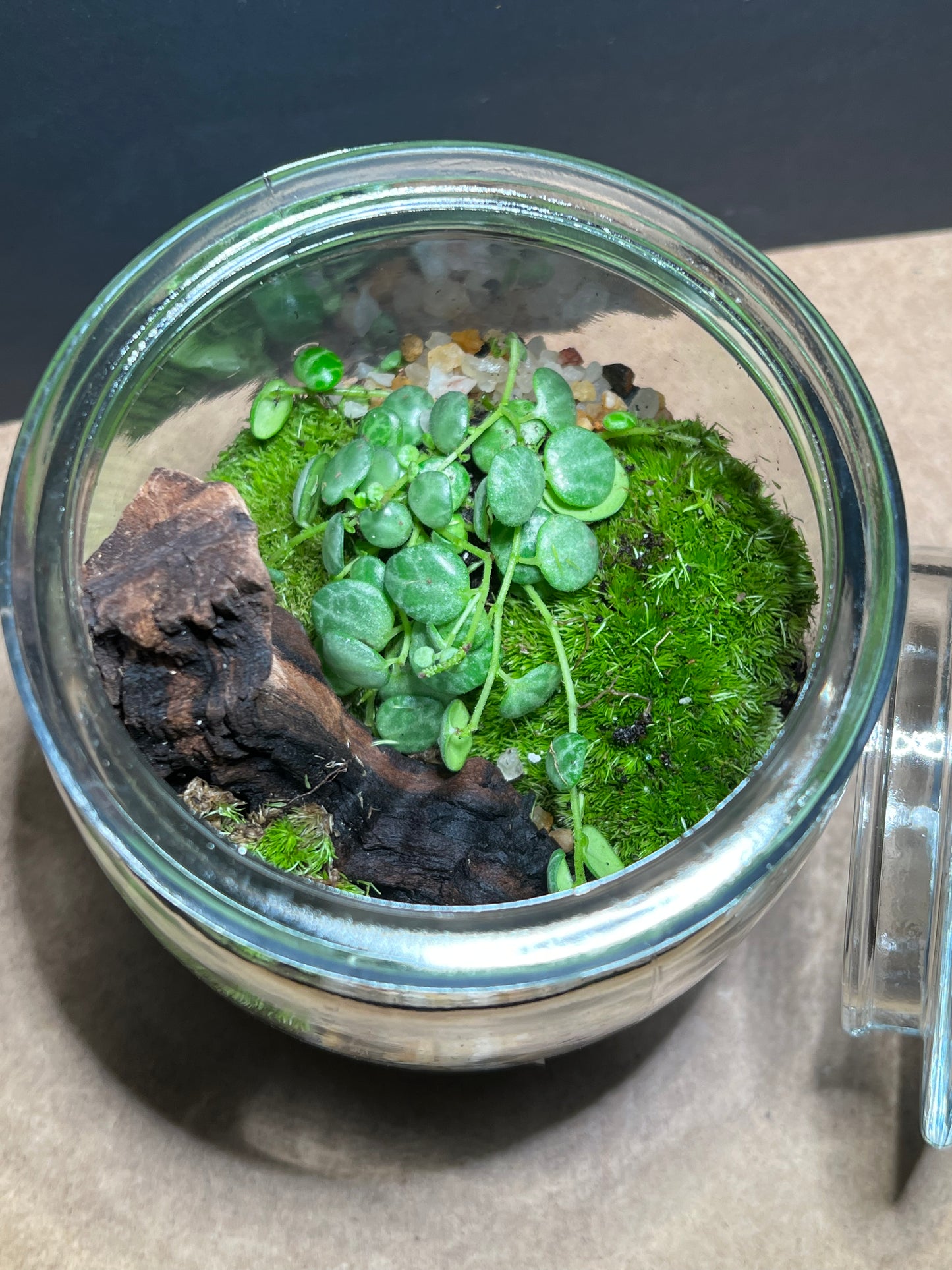 Terrarium 429