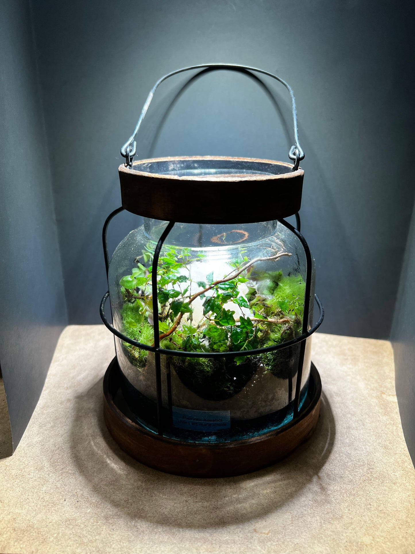 Terrarium 430