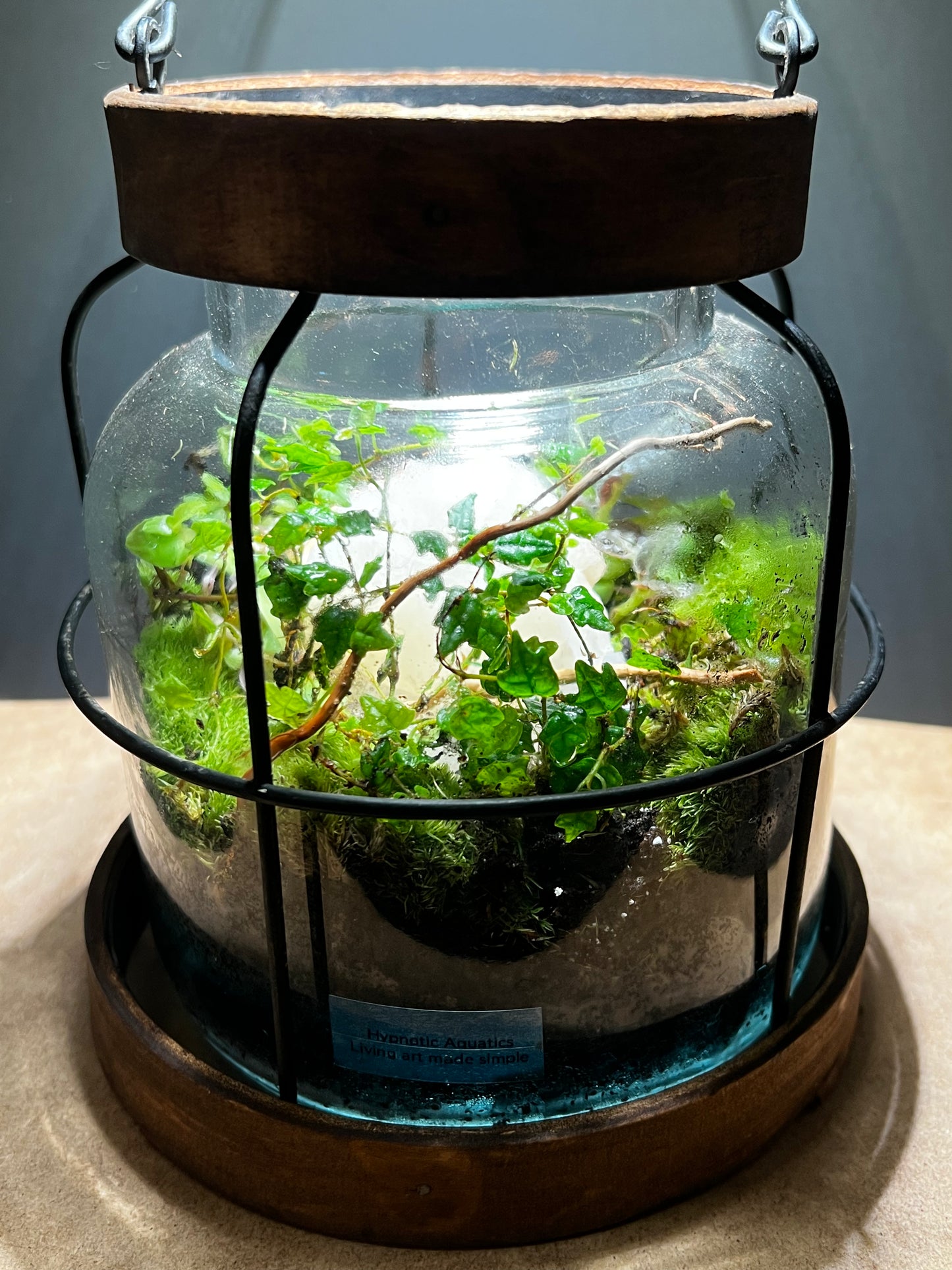 Terrarium 430