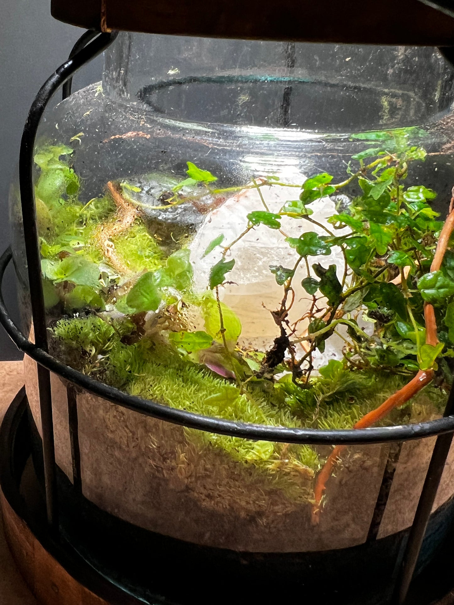 Terrarium 430